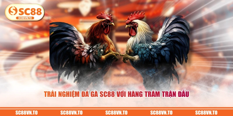 Trải nghiệm Đá Gà SC88 với hàng trăm trận đấu 